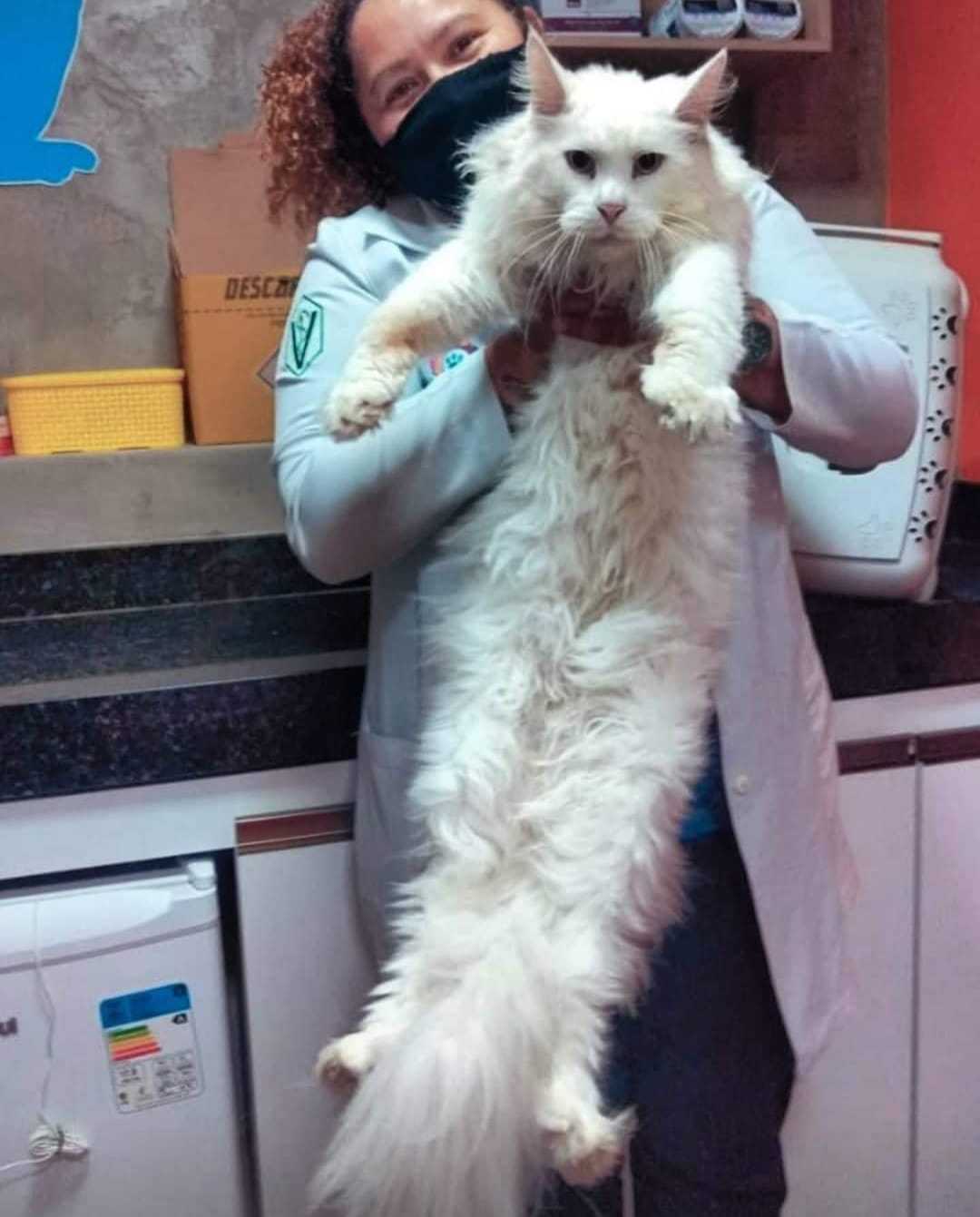 Dra. Luciana Pessoa atendendo um gato no consultório